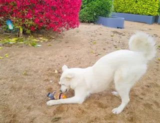 Pearl-ADOPTION PENDING
