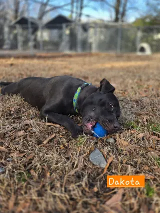 Dakota
