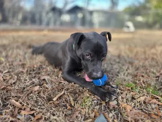 Dakota