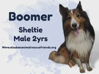 Boomer