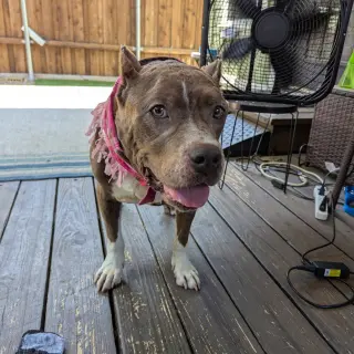 Freyja