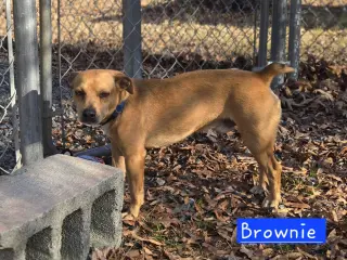 Brownie
