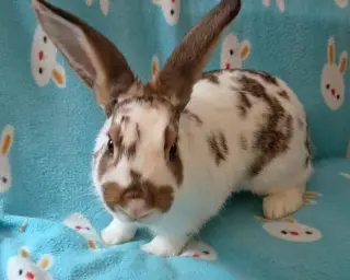 Honey Bun