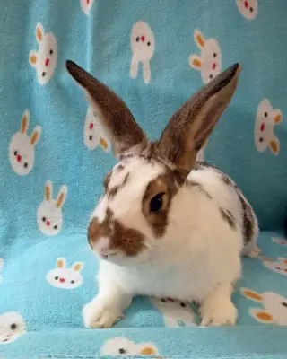 Honey Bun