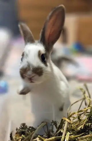 Honey Bun