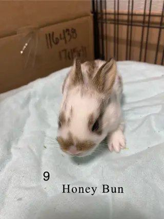 Honey Bun