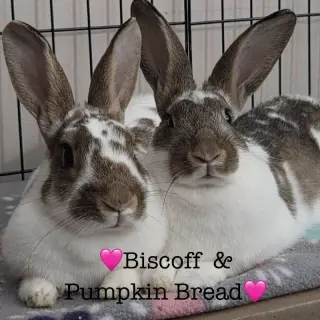 Pumpkin Bread