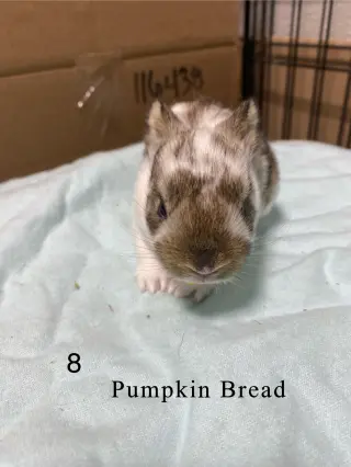 Pumpkin Bread