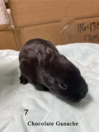 Chocolate Ganache