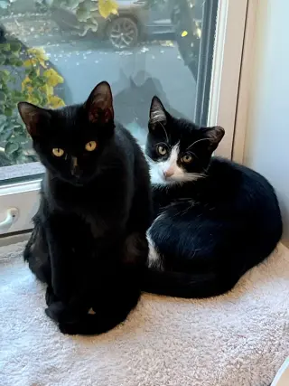 Nova and Orion