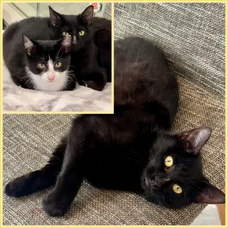Nova and Orion