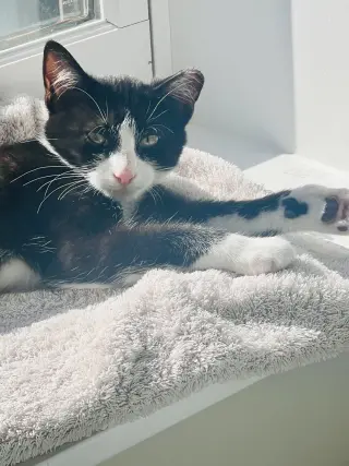 Nova and Orion
