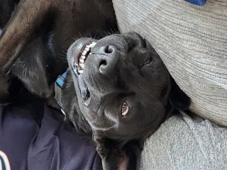 Teddy