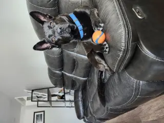 Teddy