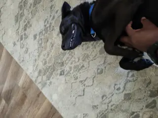 Teddy