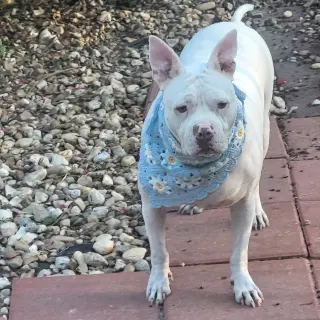 Hannah - A Sweet Special Girl Looking for a Home