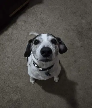 Skeeter