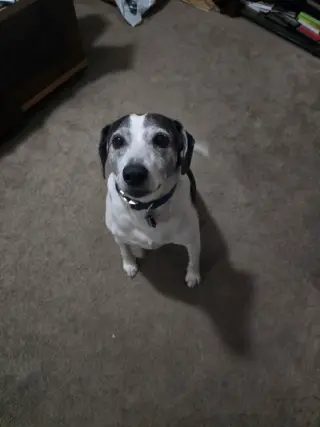 Skeeter