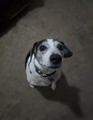 Skeeter