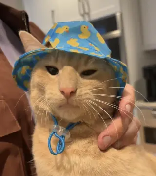 Gus - Cerebellar Hypoplasia