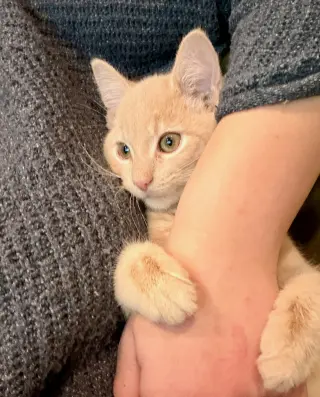 Gus - Cerebellar Hypoplasia