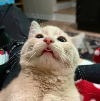 Gus - Cerebellar Hypoplasia