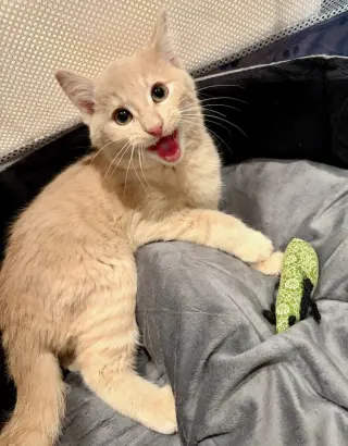 Gus - Cerebellar Hypoplasia