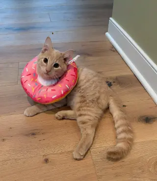 Gus - Cerebellar Hypoplasia