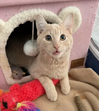 Gus - Cerebellar Hypoplasia