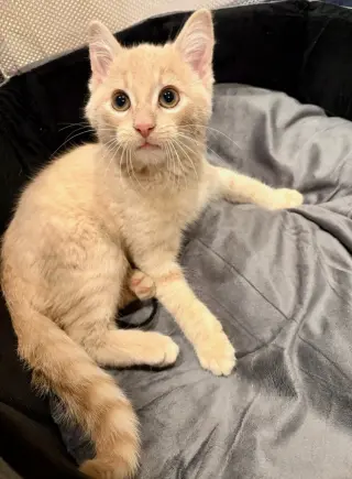Gus - Cerebellar Hypoplasia