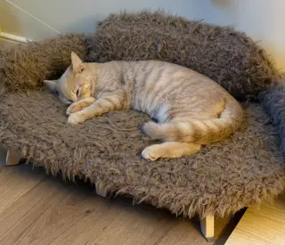 Gus - Cerebellar Hypoplasia