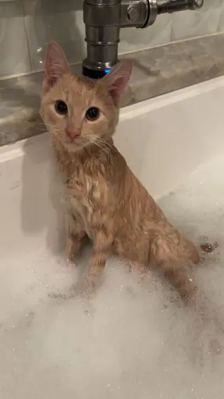 Gus - Cerebellar Hypoplasia
