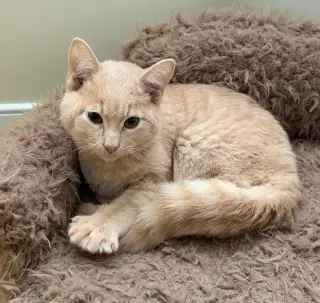 Gus - Cerebellar Hypoplasia