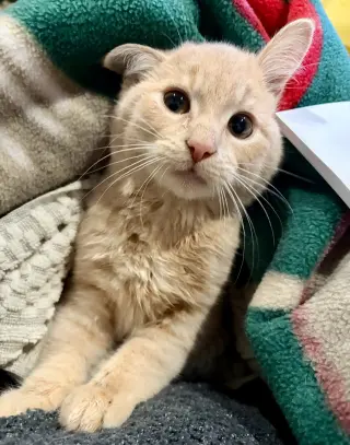 Gus - Cerebellar Hypoplasia