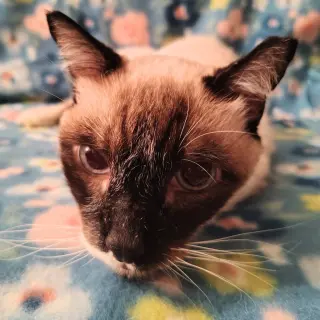 Maggie K