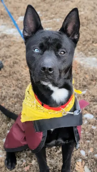 Dante