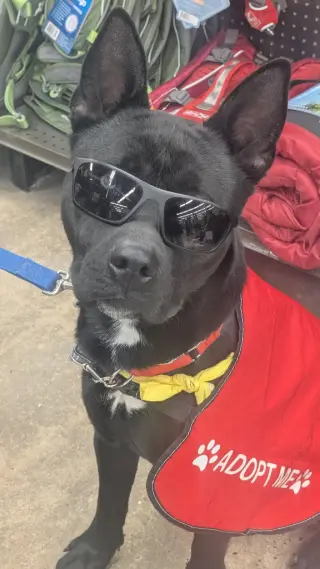 Dante