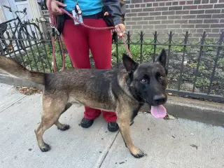 Niko - Located in IN