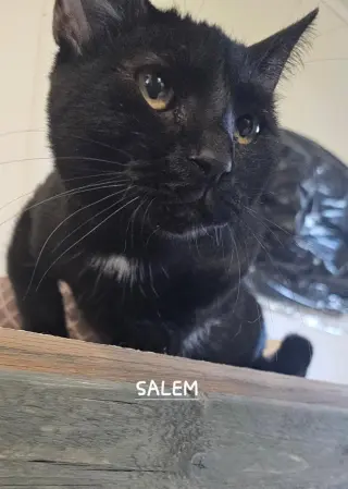 SALEM
