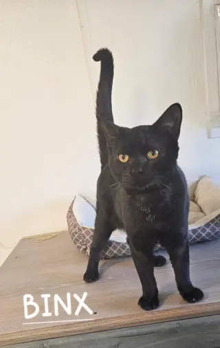 Binx