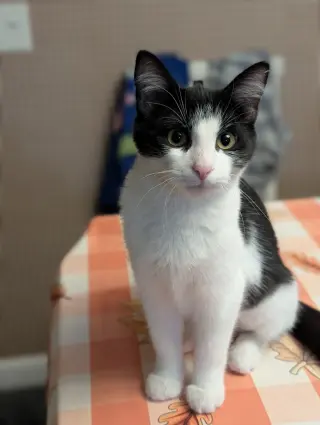 Miss Iris