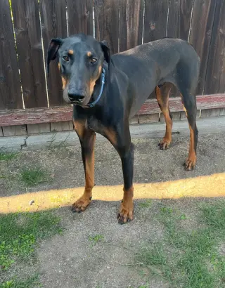 Zeke