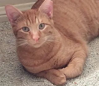 Sweet Peach #bonded-to-Frankie