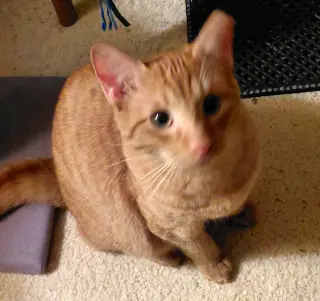 Sweet Peach #bonded-to-Frankie