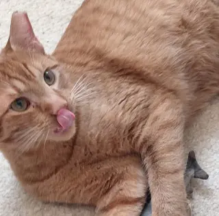 Sweet Peach #bonded-to-Frankie