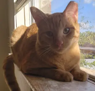 Sweet Peach #bonded-to-Frankie