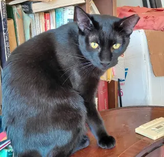Frankie #bonded-to-Sweet-Peach