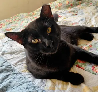 Frankie #bonded-to-Sweet-Peach