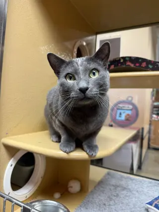 Sal