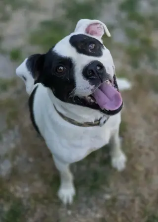 Petey